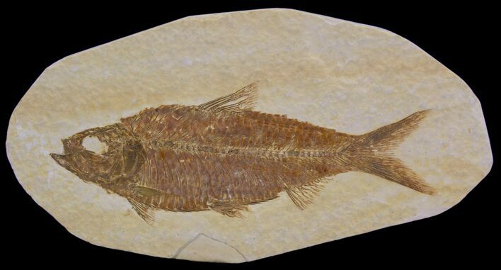 Detailed, Knightia Fossil Fish - Wyoming #64568